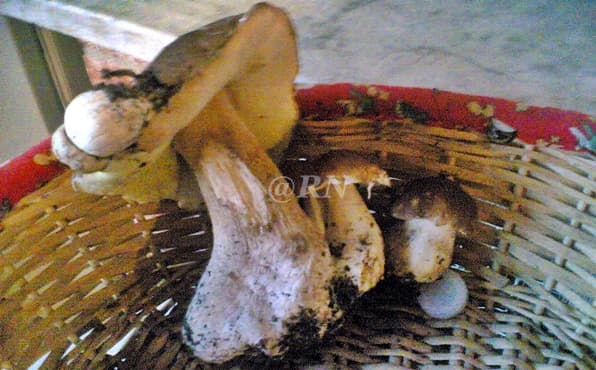 Per funghi di notte, sanzionati due giovani nel genovesato