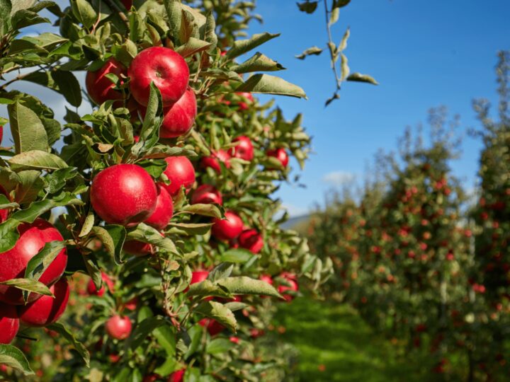 Agricoltura, Italia sul tetto del mondo: export di mele da primato per il secondo anno consecutivo
