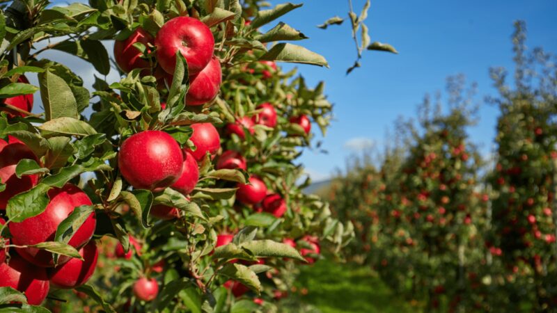 Agricoltura, Italia sul tetto del mondo: export di mele da primato per il secondo anno consecutivo