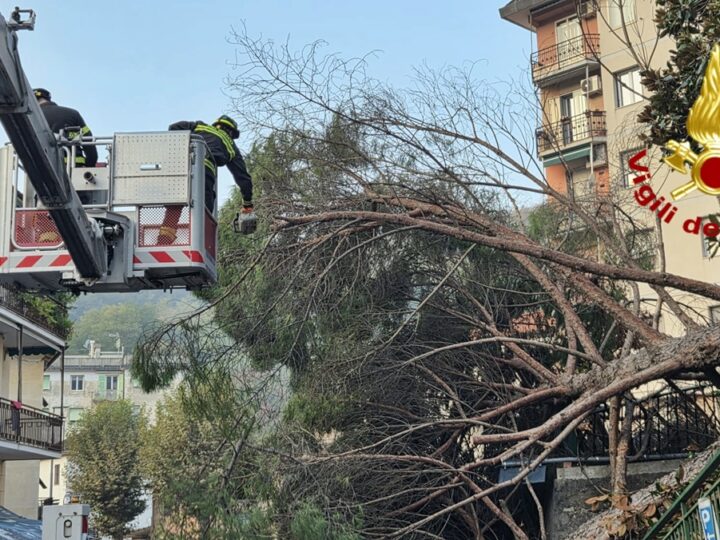 Cade un pino in via Vittorio Veneto sulle alture di Genova – VIDEO