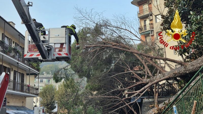 Cade un pino in via Vittorio Veneto sulle alture di Genova – VIDEO