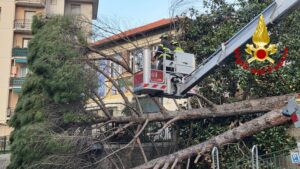 Cade un pino marittimo in via Vittorio Veneto sulle alture di Genova006