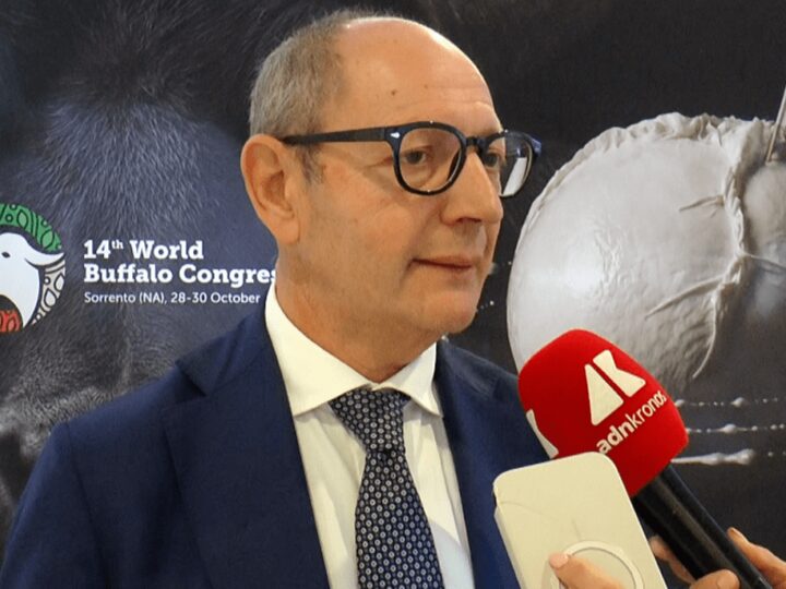 Raimondo (Tutela mozzarella bufala campana Dop): “Filiera 1,2-1,3 mld, quasi una Fiat”